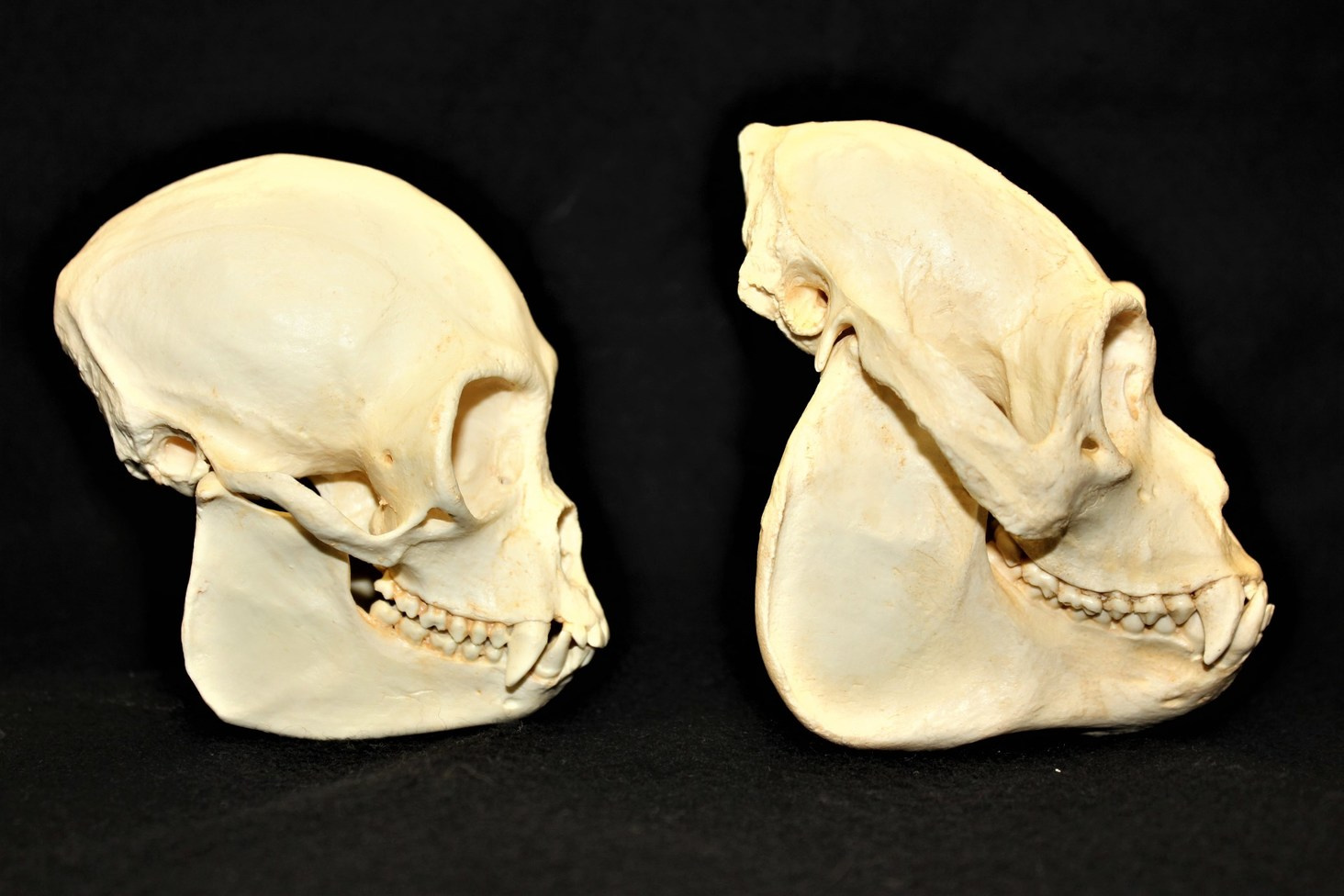 Investigating the evolutionary drivers of primate brain size